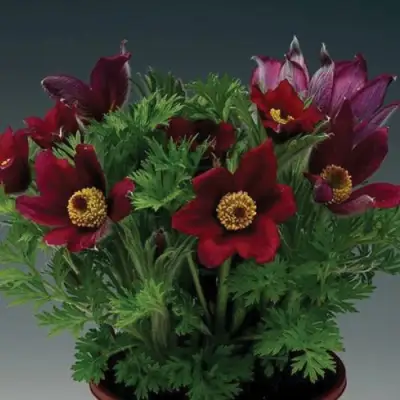 Прострел ПИНВИЛ РЕД ШЕЙДЕС в Орше