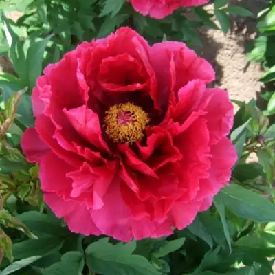 Пион КРАСНЫЙ ГИГАНТ древовидный в Орше