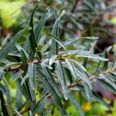 Облепиха АДАМ (МУЖСКАЯ) в Орше