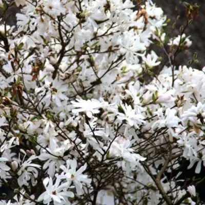 Магнолия СТЕЛЛАТА в Орше