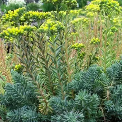 Очиток (седум) отогнутый в Орше