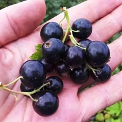 Смородина чёрная ГЕРКУЛЕС в Орше