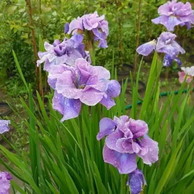 Ирис ХЭВИНГ ФАН сибирский в Орше
