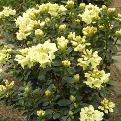 Рододендрон ГОЛДКРОН в Орше