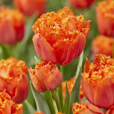саженцы тюльпана Ориндж Пэшн