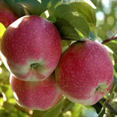 Яблоня АЛЬВА в Орше