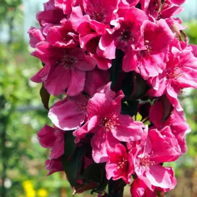 Яблоня МАЛИНОВОЕ ОЖЕРЕЛЬЕ колонновидная в Орше