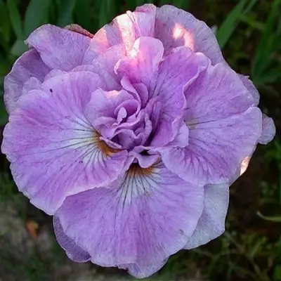 Ирис ИМПЕРИАЛ ОПАЛ сибирский в Орше