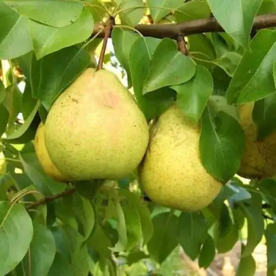 Груша ВЕЛИКАЯ ЛЕТНЯЯ (БОЛЬШАЯ ЛЕТНЯЯ) в Орше