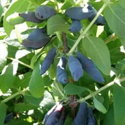 Жимолость съедобная НИМФА (ГАММА) в Орше