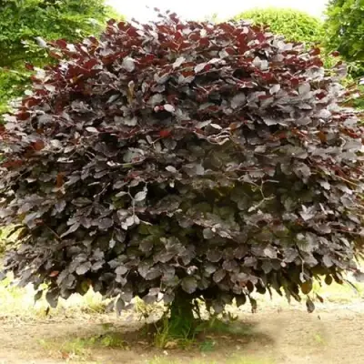 Бук лесной АТРОПУНИЦЕА в Орше