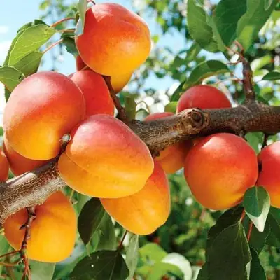 Абрикос ТРИУМФ СЕВЕРНЫЙ в Орше