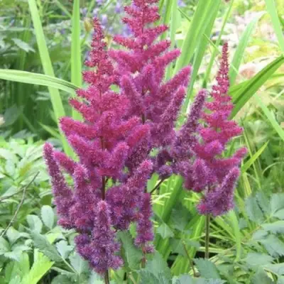 Астильба КАРАОКЕ ПАРТИ китайская в Орше