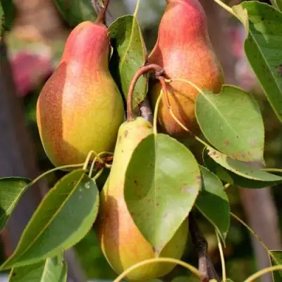 Груша РУССКАЯ КРАСАВИЦА (КРАСАВИЦА ЧЕРНЕНКО) в Орше