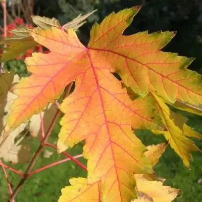 Клен серебристый в Орше