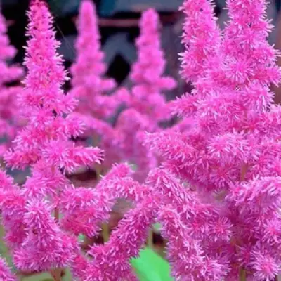 Астильба АМЕТИСТ Арендса в Орше