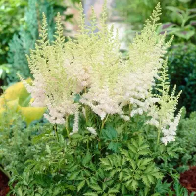 Астильба МИЛК ЭНД ХАНИ китайская в Орше