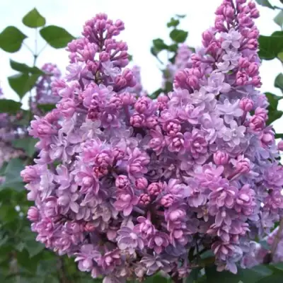 Сирень КОЛХОЗНИЦА в Орше