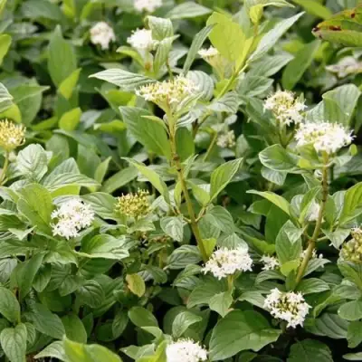 Дерен ФЛАВИРАМЕА отпрысковый в Орше