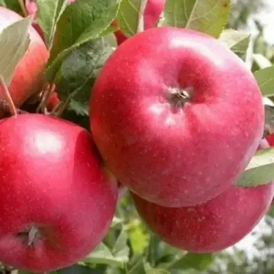 Яблоня ПОСПЕХ в Орше