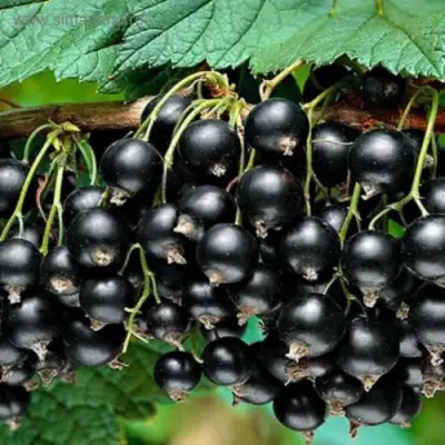 Смородина черная БЕН КОНАН в Орше