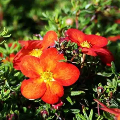 Лапчатка РЕД АЙС кустарниковая в Орше