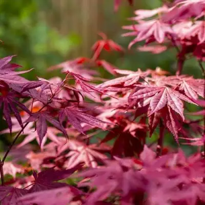 Клен дланевидный АТРОПУРПУРЕУМ в Орше