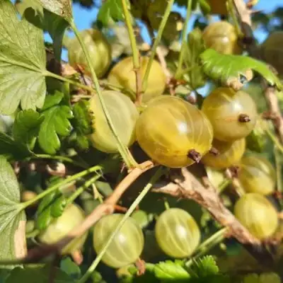 Крыжовник БЕЛОРУCСКИЙ САХАРНЫЙ 2 в Орше