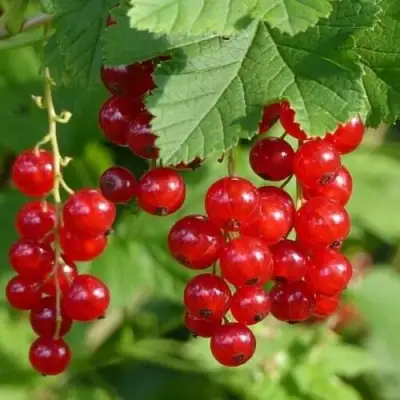 Смородина красная РОНДОМ в Орше