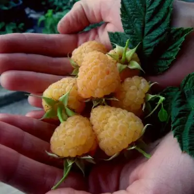 Малина ЗЮГАНА ЗОЛОТАЯ в Орше