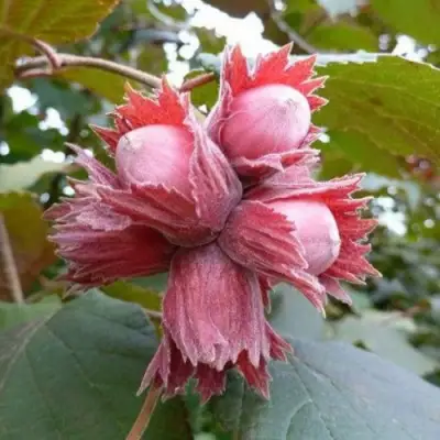 Фундук СКАРЛЕТТ в Орше