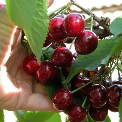 Черешня СЮБАРОВСКАЯ в Орше