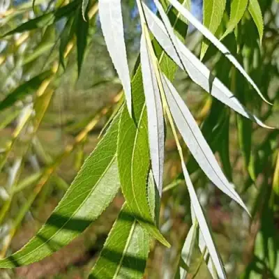 Ива ВИТЕЛЛИНА белая  в Орше