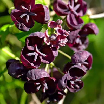 Акебия ПЯТЁРНАЯ  в Орше