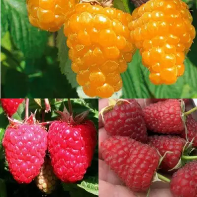 Комплект ЗОЛОТАЯ МАЛИНА в Орше