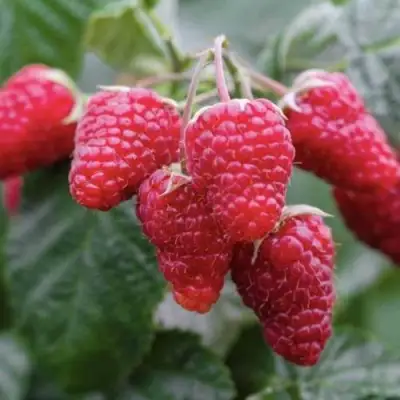 Малина МАРОСЕЙКА в Орше