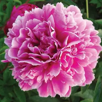 Пион ПУРПУРНАЯ ФЕЕРИЯ травянистый в Орше