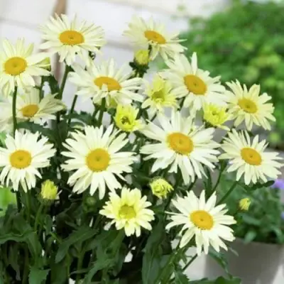 Нивяник БРОДВЕЙ ЛАЙТС великолепный в Орше