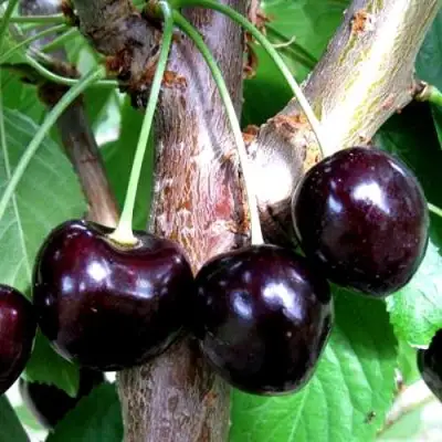 Вишня ШОКОЛАДНИЦА в Орше