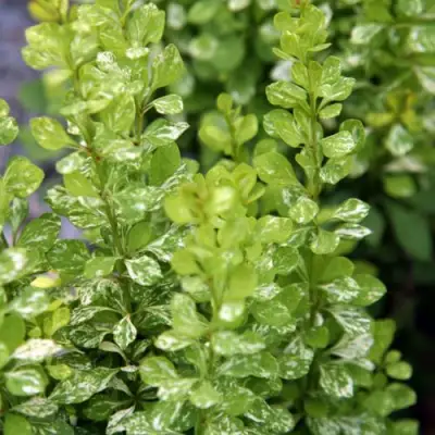 Барбарис ПАУ ВАУ тунберга в Орше