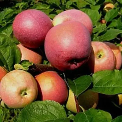 Яблоня СЛАВА ПОБЕДИТЕЛЯМ в Орше