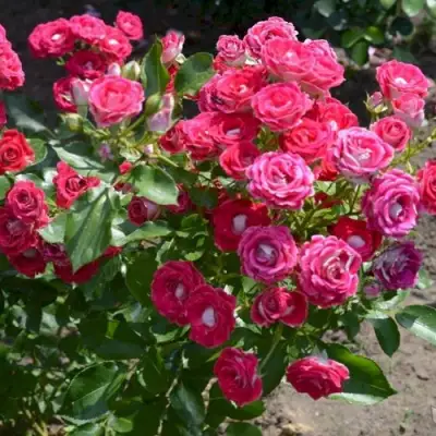 Роза ШОНЕ КОБЛЕНЦЕРИН флорибунда в Орше