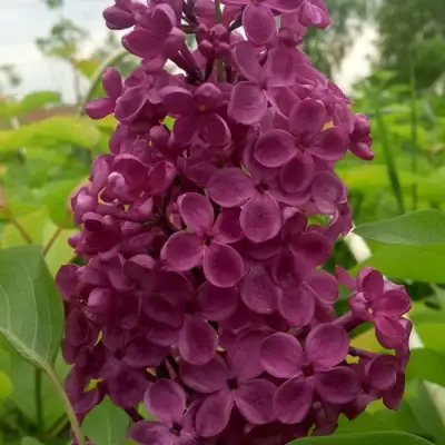 Сирень ИНДИЯ в Орше