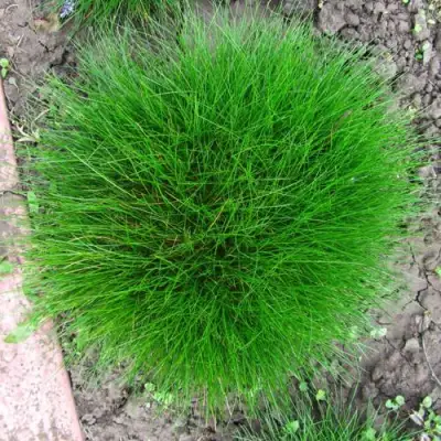 Овсяница ГОТЬЕ в Орше