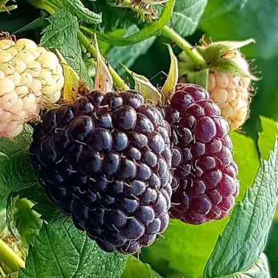 Малина БЛЭК ПОЛЬКА (ХЕБАН) в Орше