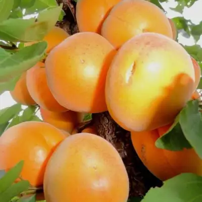 Абрикос ДЕСЕРТНЫЙ в Орше