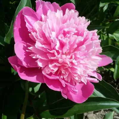 Пион ГОЛУБАЯ ХРИЗАНТЕМА травянистый в Орше