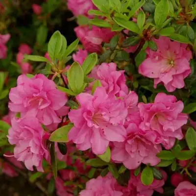 Азалия РОЗИНЕТТА японская в Орше