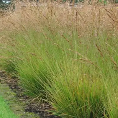 Молиния ПОЛ ПЕТЕРСОН голубая в Орше