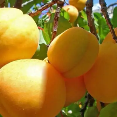 Абрикос ПАМЯТЬ ЛОЙКО в Орше